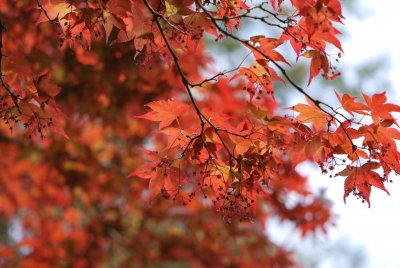 Acer palmatum 'Atropurpureum' - javor dlanitolistý 'Atropurpureum'- listy s květenstvím